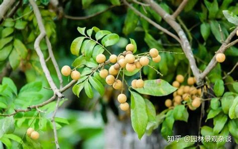 前院种什么植物好|20种适宜种植在院子里的植物